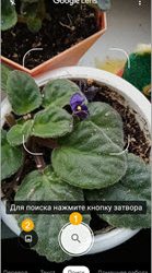 Определение цветов и растений