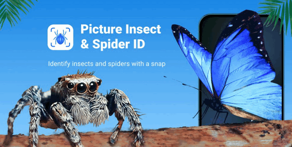 Как определить паука по фото