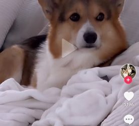 Как открыть подписку на ленту TikTok